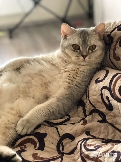 Кошка британская шиншилла
