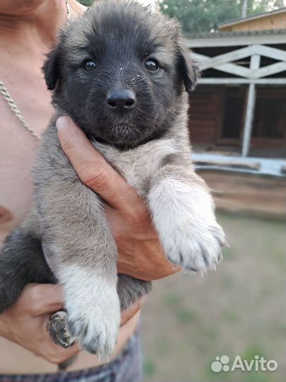 Отдам в добрые руки щенков