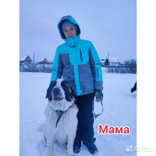 Московская сторожевая