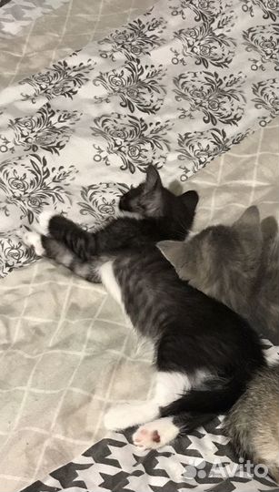 Домашние животные котята