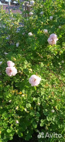 Кустовые розы