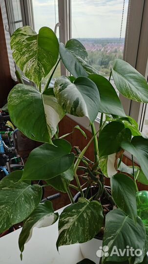 Монстера вариегатная пестролистная альба