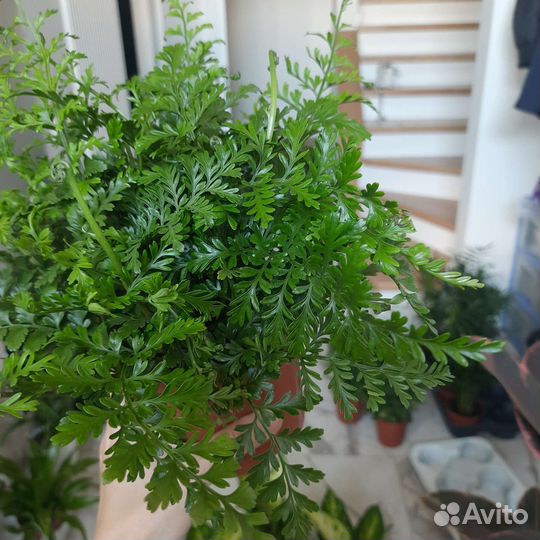 Папоротник комнатный Асплениум Парвати