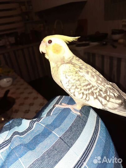 Попугай корелла птенцы выкормыши