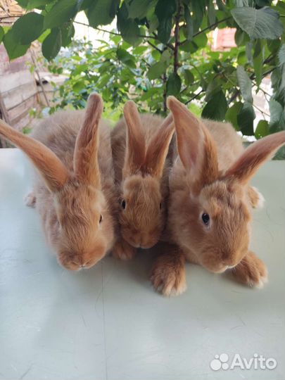 Кролики