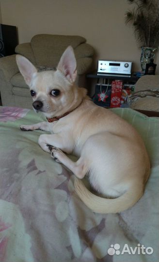 Вязка кобель чихуахуа (случка)