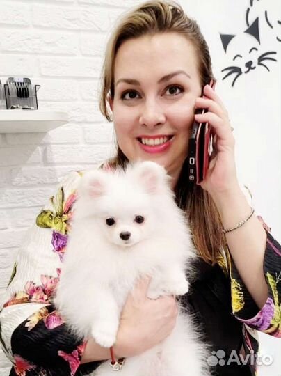 Померанский шпиц мини, мини, мини щенок