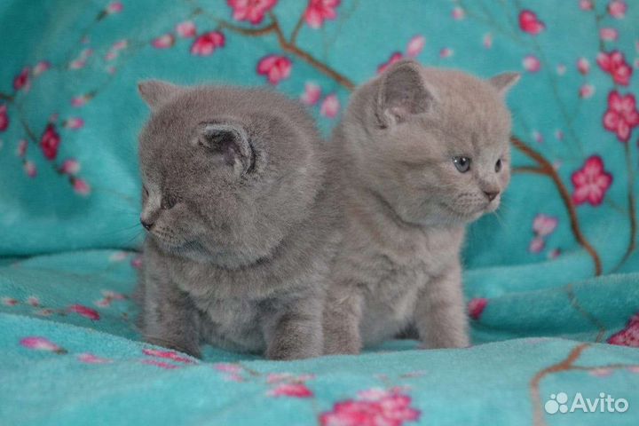 Шотландские кукольные детки