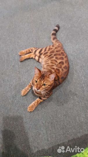 Бенгальская кошка