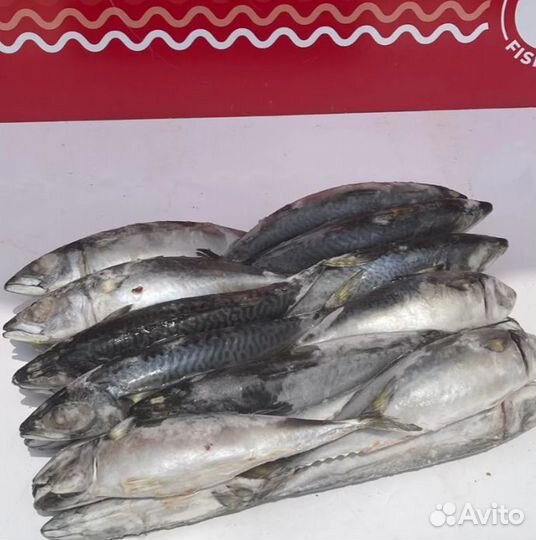 Скумбрия свежемороженая нераздел