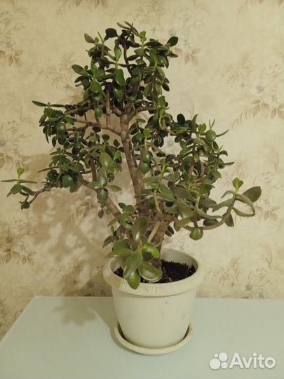 Толстянка, денежное дерево, крассула