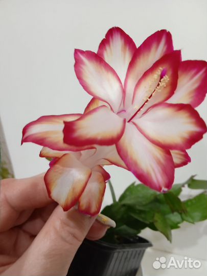 Декабрист сортовой- Samba Brazil