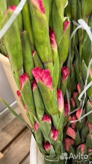 Гладиолусы