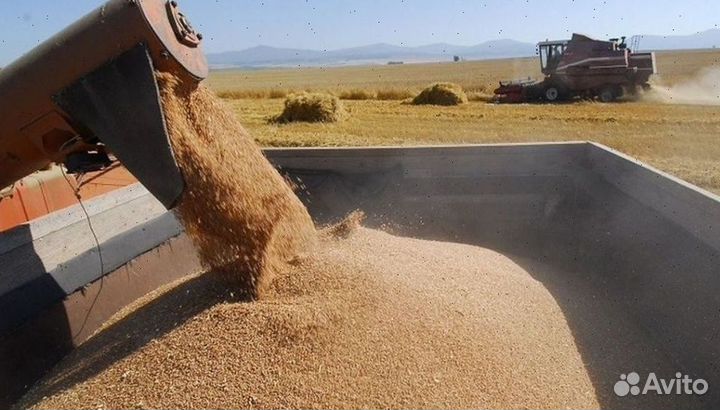 Зерно, овес, ячмень, пшеница