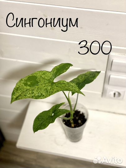 Сингониум и калатея нетворк