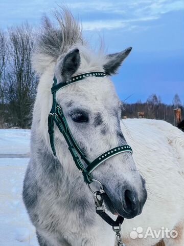 Уздечка, оголовье для лошади и пони