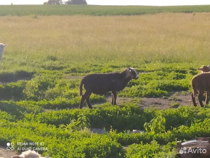 Овцы бараны