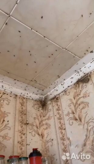 Дезинсекция от тараканов и клопов с гарантией
