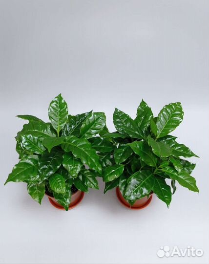 Кофе Арабика