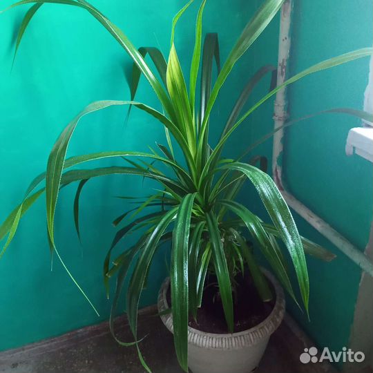 Пальма панданус