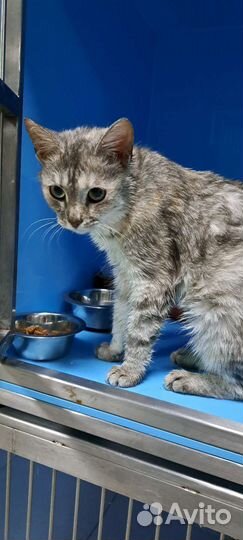 Стефочка в самые добрые руки