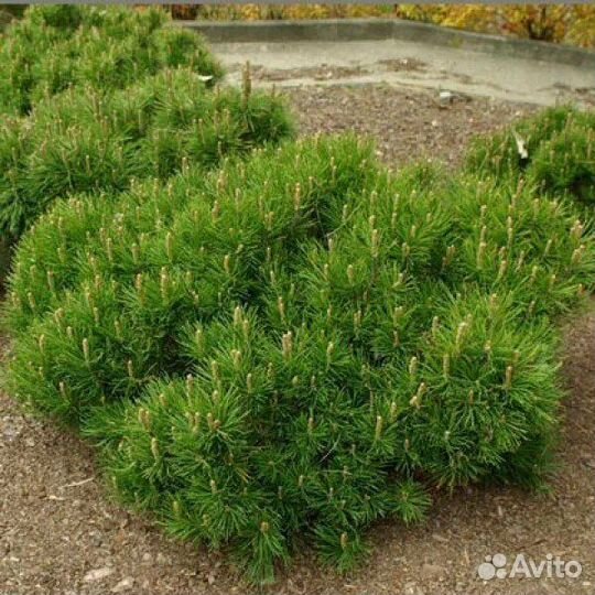 Сосна горная Пумилио,Мугус