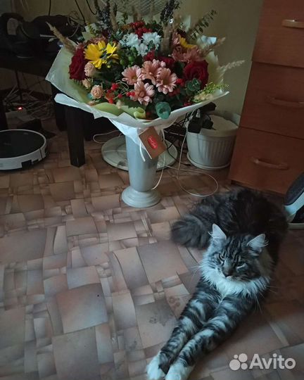 Котята Мэйнкуны