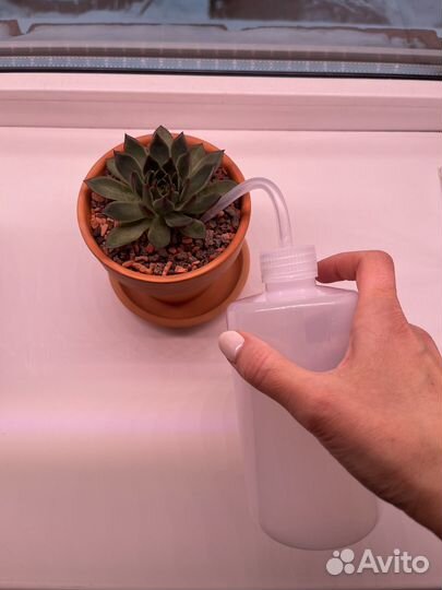 Лейка для суккулентов и других комнатных растений