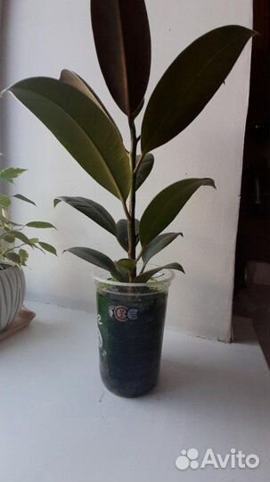 Цветок декоративный