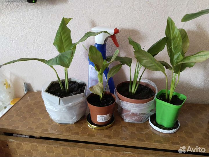 Спатифиллум