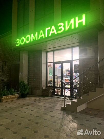 Ожерловый попугай