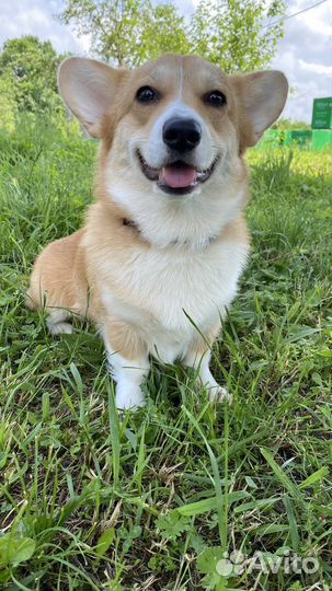 Вельш-корги пемброк