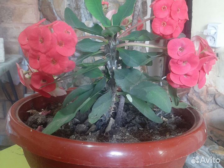 Молочай миля