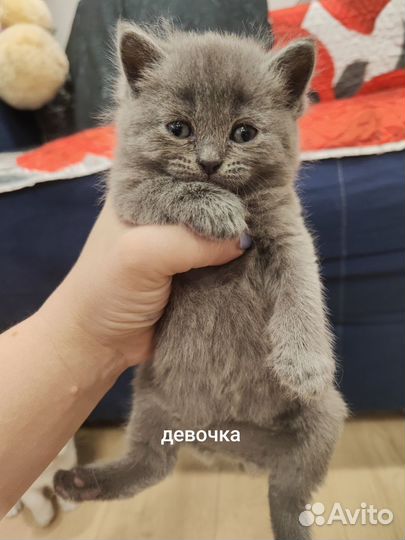 Шотландские котята
