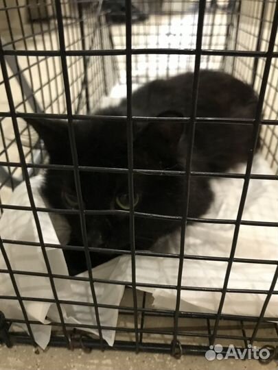 Кот в добрые руки