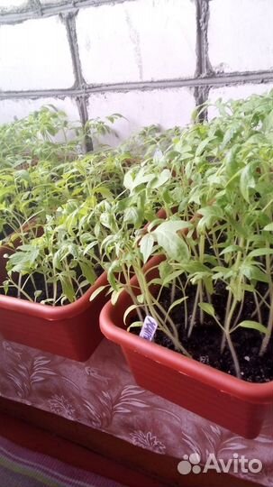 Рассада томатов