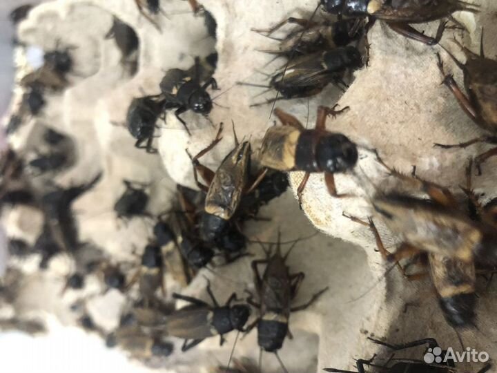 Сверчок, таракан, саранча, бражник и многое другое