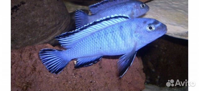 Цихлиды,геофагусы 3 вида,фронтоза