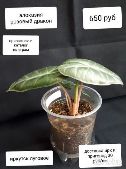 Алоказия розовый дракон