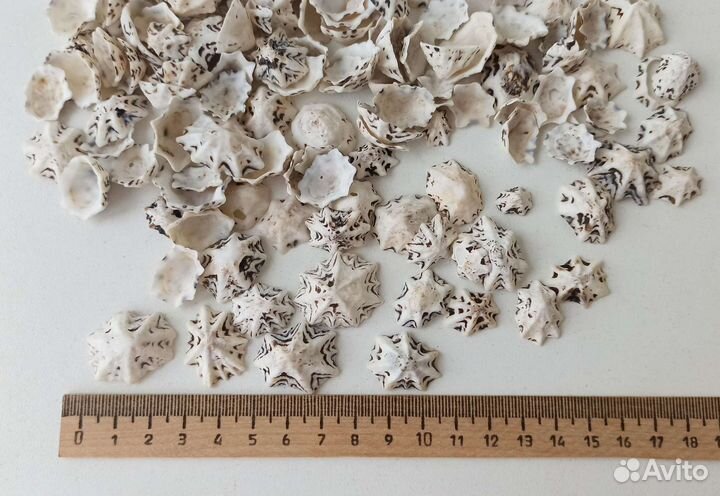 Морские ракушки стар лимпед 1 кг