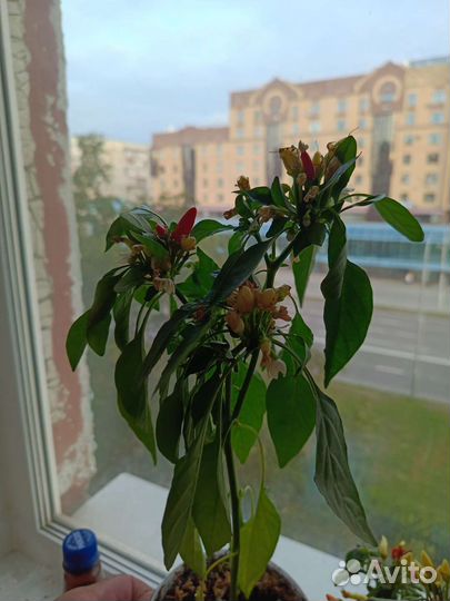 Перец огонек домашний