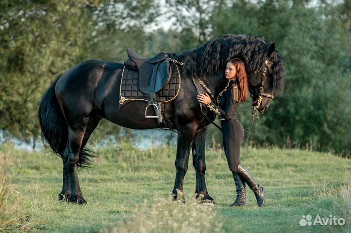 Жеребец на случку