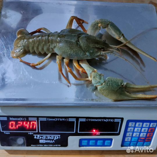 Живые раки оптом, микс 40-100гр в Челябинске