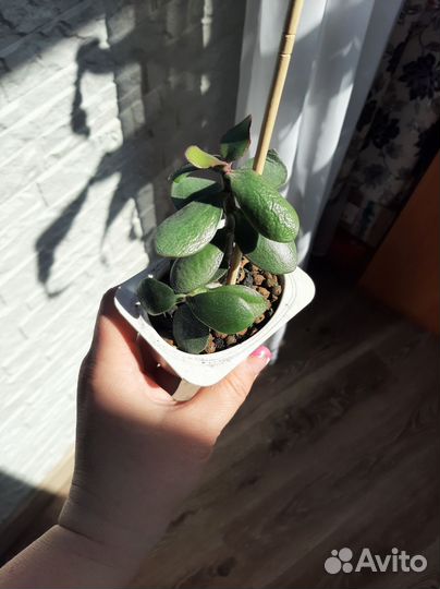 Толстянка крассула (денежное дерево)