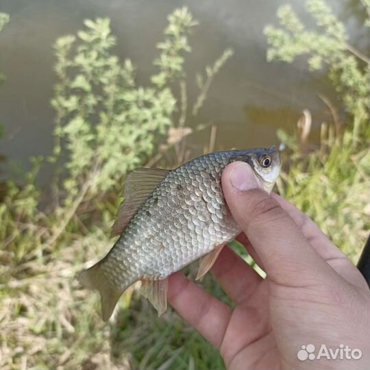 Карась живой (живец)