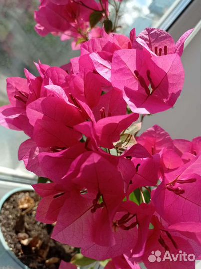 Бугенвиллия