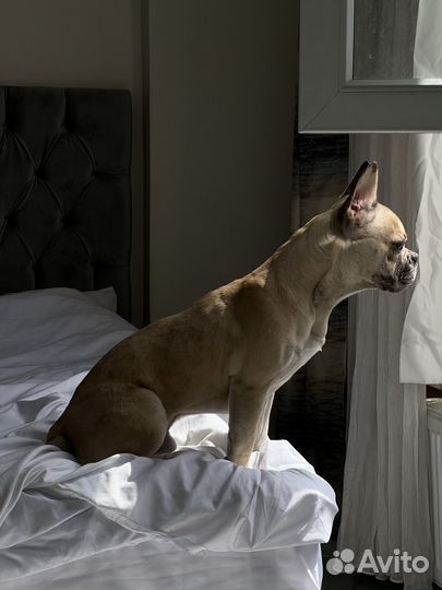 Аренда собаки на фотосессию/видеосъемку