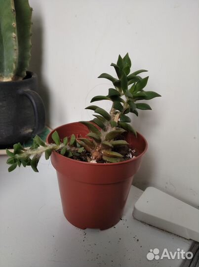 Кактусы и суккуленты