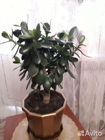 Денежное дерево