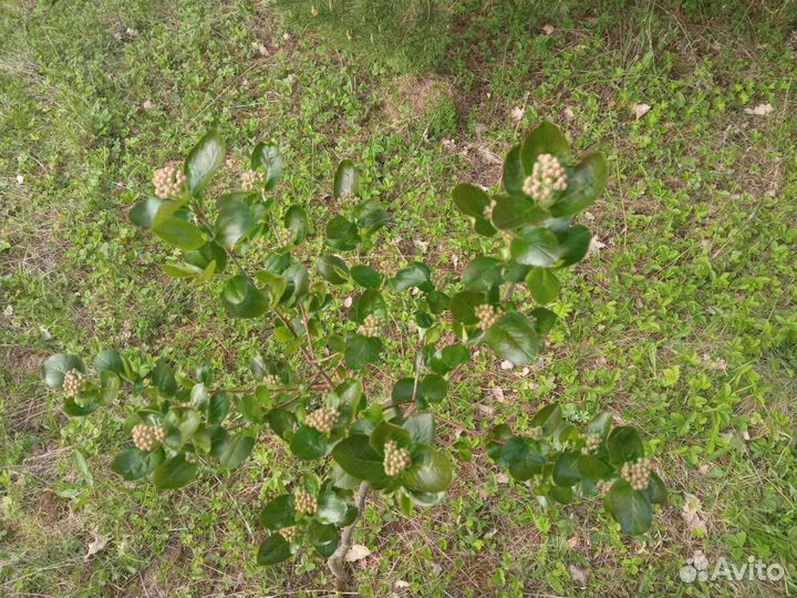 Арония на штамбе 4 лет., черноплодная рябина штамб